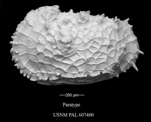 Dutoitella cronini Yasuhara et al., 2015