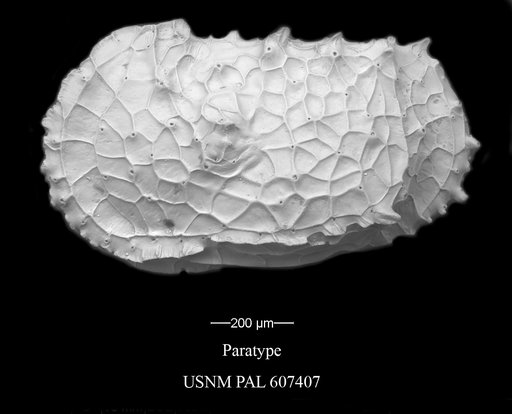 Dutoitella cronini Yasuhara et al., 2015
