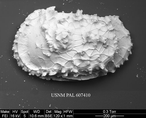 Dutoitella praesuhmi Coles & Whatley, 1989