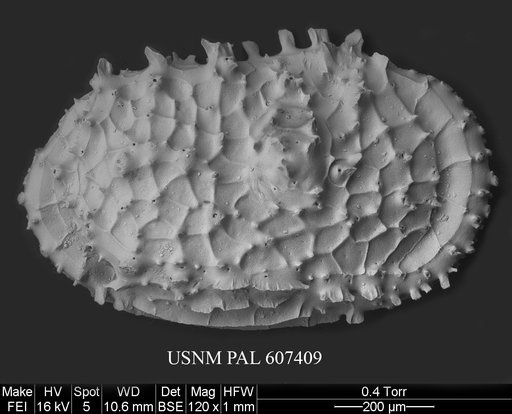 Dutoitella spinaplana Mazzini, 2005