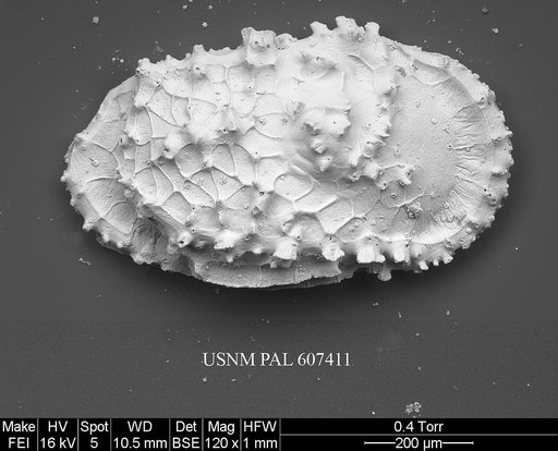 Dutoitella praesuhmi Coles & Whatley, 1989
