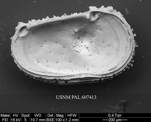 Dutoitella cf. praesuhmi Coles & Whatley, 1989