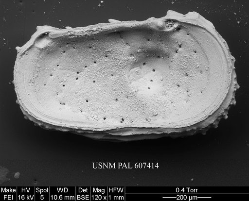 Dutoitella crassinodosa (Guernet, 1985)