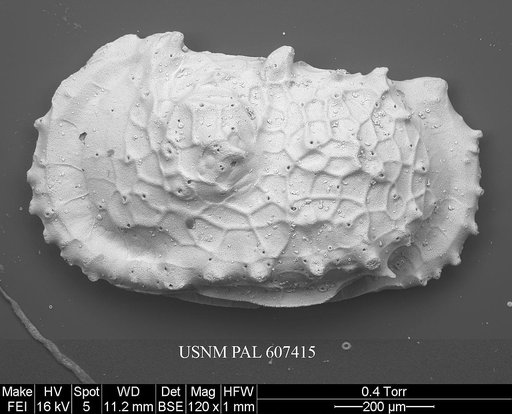 Dutoitella crassinodosa (Guernet, 1985)