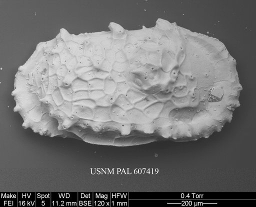 Dutoitella crassinodosa (Guernet, 1985)
