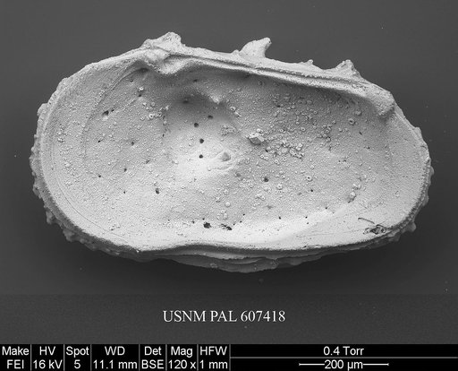 Dutoitella crassinodosa (Guernet, 1985)