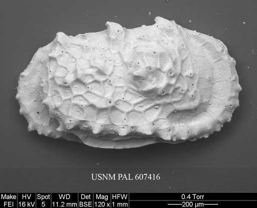 Dutoitella crassinodosa (Guernet, 1985)