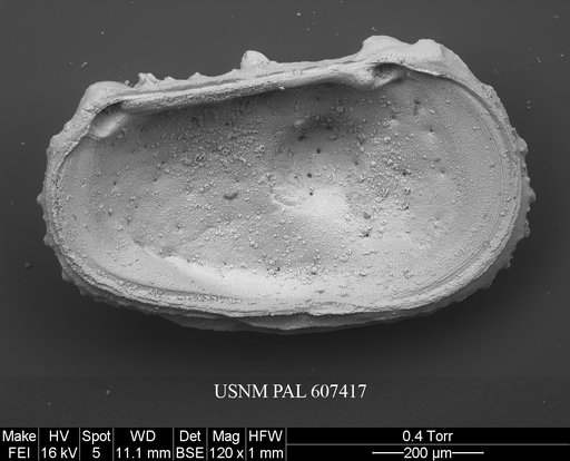 Dutoitella crassinodosa (Guernet, 1985)