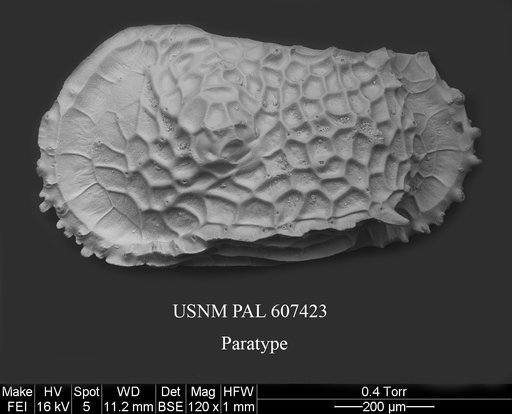 Dutoitella mazziniae Yasuhara et al., 2015
