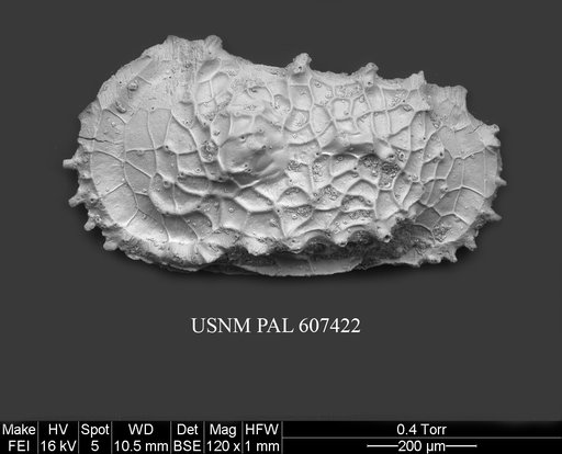 Dutoitella neogenica Benson, 1977