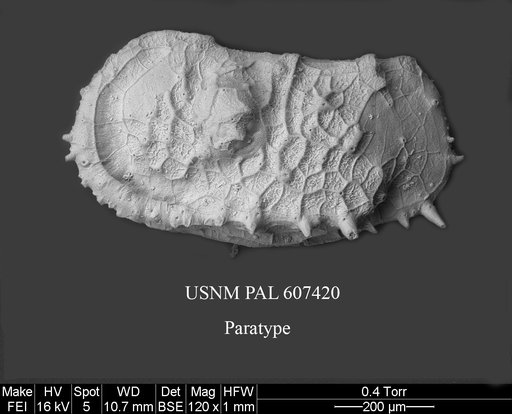 Dutoitella symmetrica Yasuhara et al., 2015