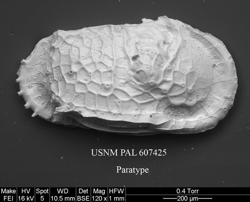 Dutoitella mazziniae Yasuhara et al., 2015