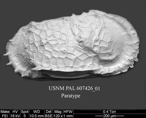 Dutoitella mazziniae Yasuhara et al., 2015