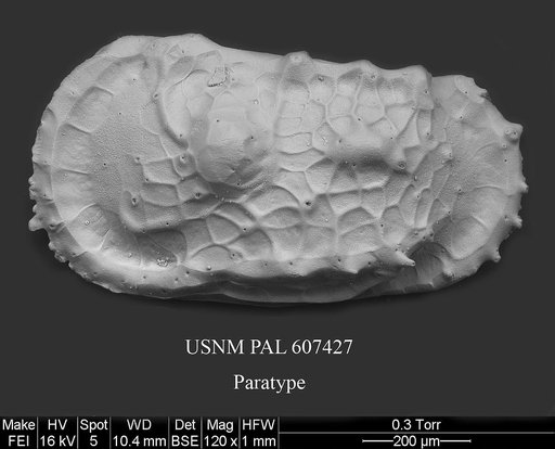 Dutoitella paradinglei Yasuhara et al., 2015