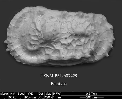 Dutoitella paradinglei Yasuhara et al., 2015