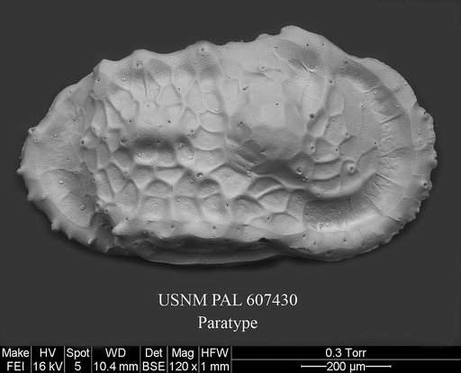 Dutoitella paradinglei Yasuhara et al., 2015