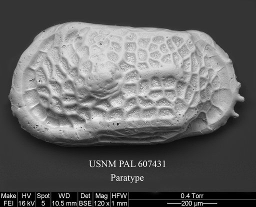 Dutoitella ayressi Yasuhara et al., 2015
