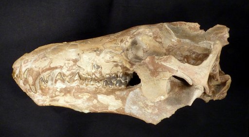 Archaeotherium mortoni Leidy, 1850
