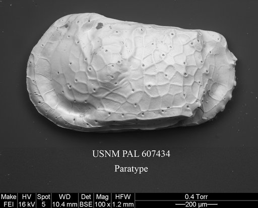 Dutoitella mazziniae Yasuhara et al., 2015
