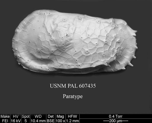 Dutoitella mazziniae Yasuhara et al., 2015