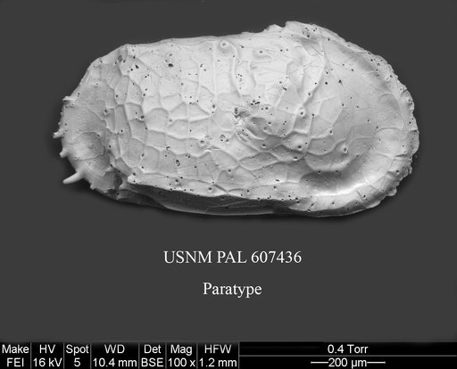 Dutoitella mazziniae Yasuhara et al., 2015