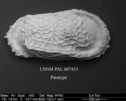 Dutoitella mazziniae Yasuhara et al., 2015