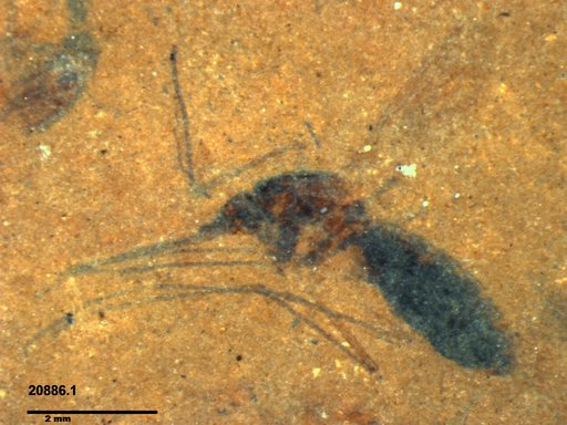 Culiseta sp