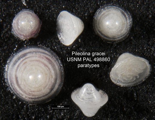 Pileolina gracei Hayward et al., 1999