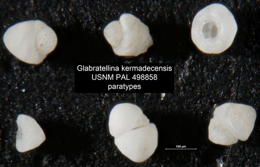 Glabratellina kermadecensis Hayward et al., 1999