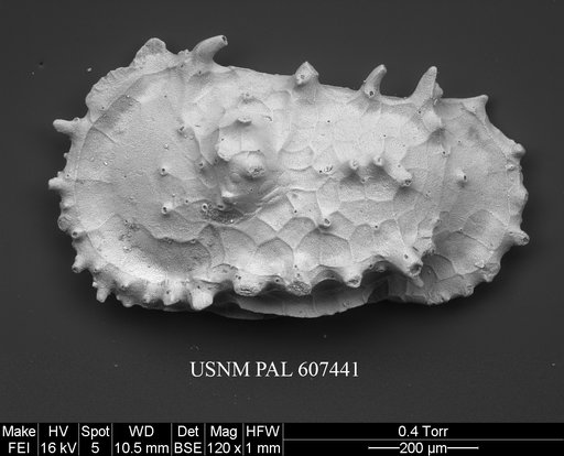 Dutoitella mimica Dingle, 1981