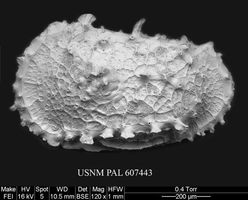 Dutoitella sp. 3