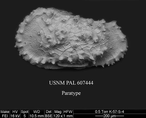 Dutoitella colesi Yasuhara et al., 2015