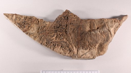 Scyphocrinites sp