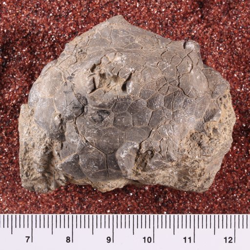 Amphoracrinus gilbertsoni ? (Miller)