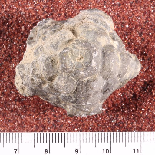 Amphoracrinus gilbertsoni ? (Miller)