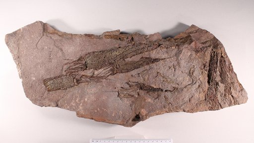Ascocystites sp