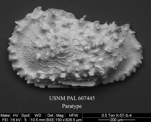 Dutoitella colesi Yasuhara et al., 2015