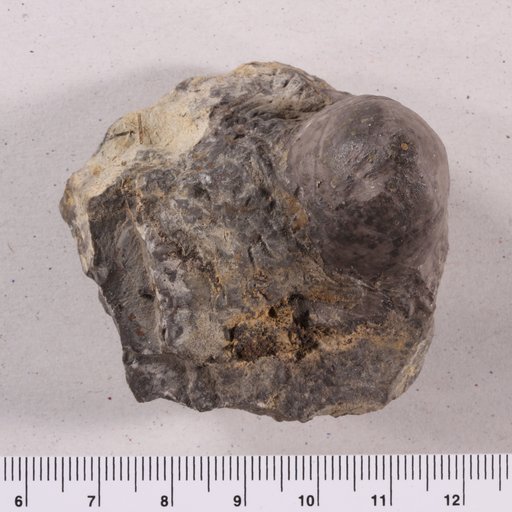 Dickocrinus ? sp