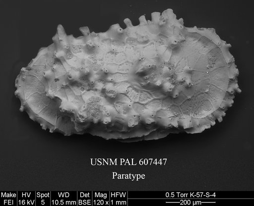 Dutoitella spinosa Yasuhara et al., 2015