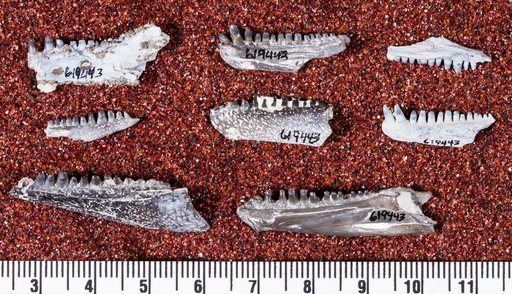 Captorhinus magnus Kissel et al., 2002