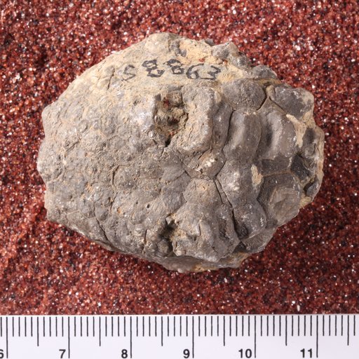 Amphoracrinus gilbertsoni ? (Miller)