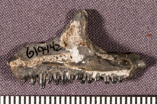 Captorhinus magnus Kissel et al., 2002