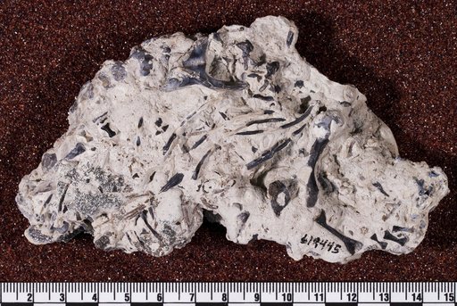 Captorhinus aguti Cope, 1895