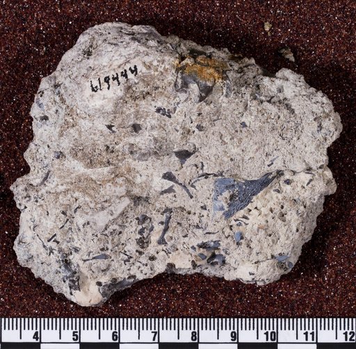 Captorhinus aguti Cope, 1895