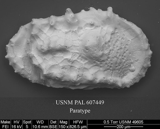 Dutoitella whatleyi Yasuhara et al., 2015