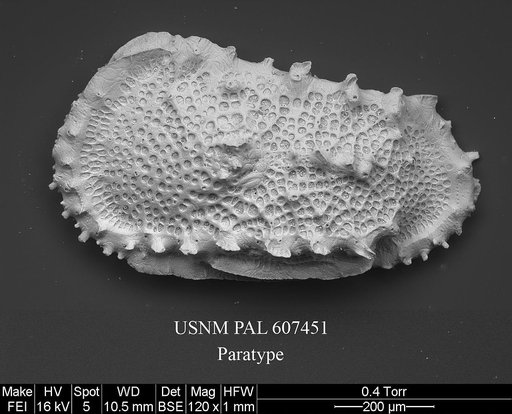 Dutoitella whatleyi Yasuhara et al., 2015