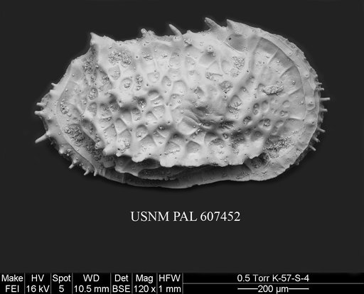Bensonodutoitella sp. 1