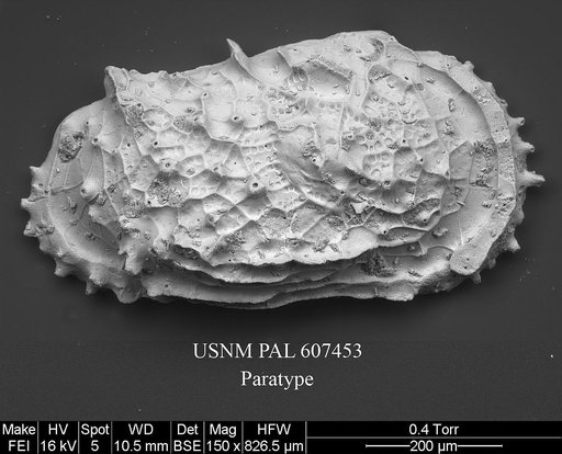 Bensonodutoitella bicornigeri Yasuhara et al., 2015