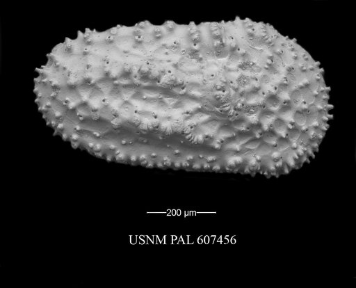 Henryhowella evax (Ulrich & Bassler, 1904)