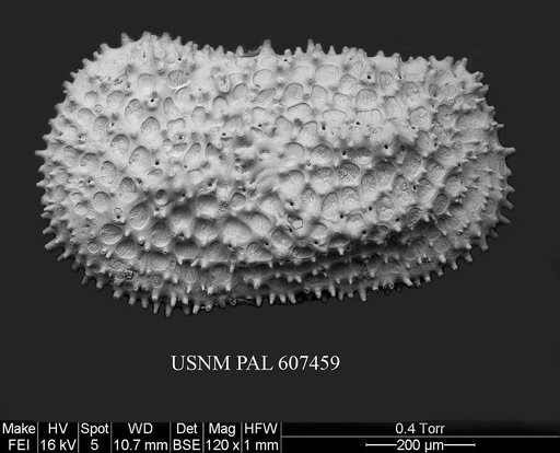Henryhowella asperrima (Reuss, 1850)